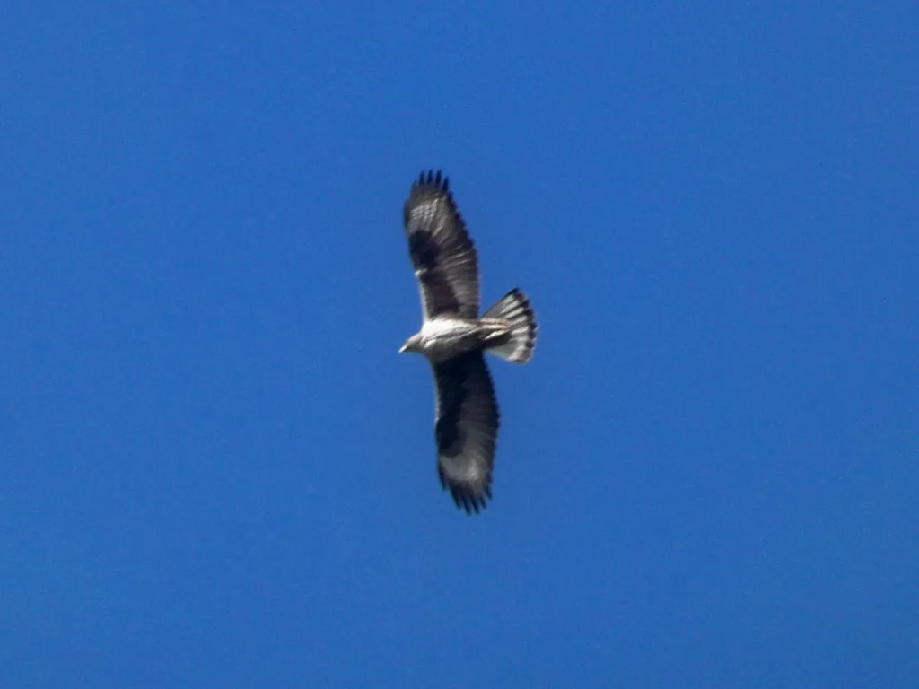 Águila perdicera en vuelo vista desde abajo.