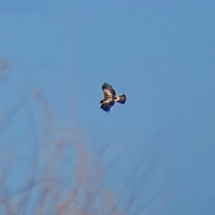 Águila calzada en vuelo vista desde abajo.