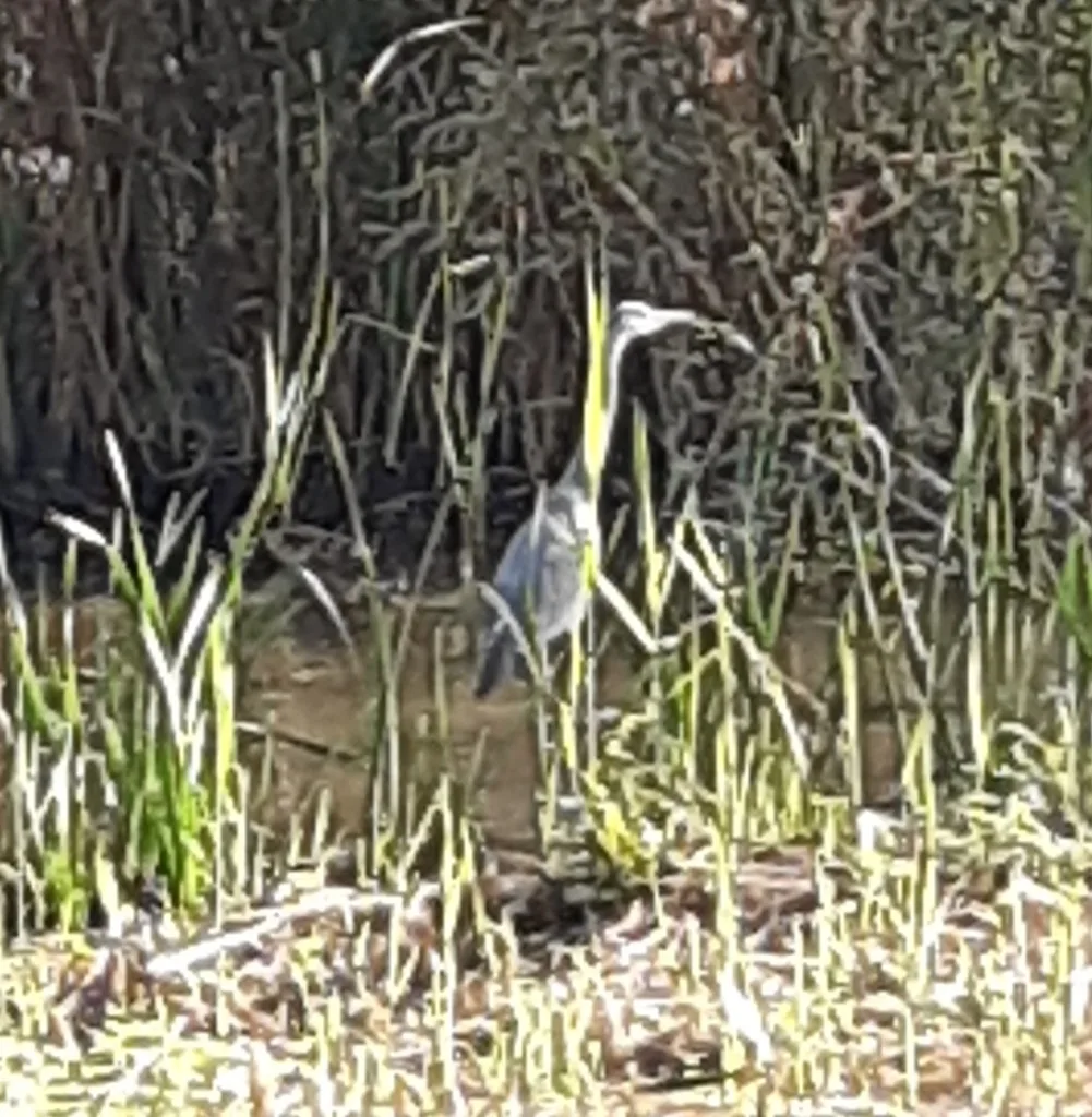 Garza real (Ardea cinerea) en un entorno de humedal.