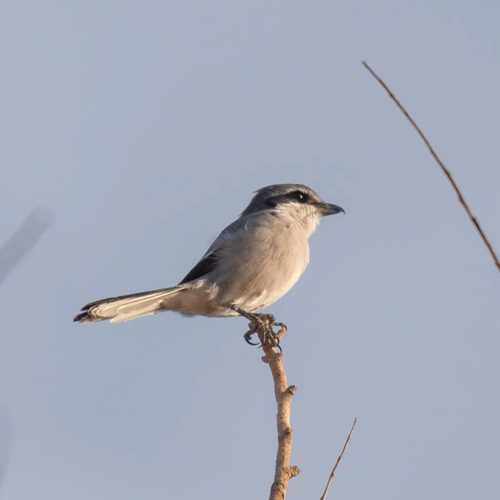 Alcaudón real (Lanius meridionalis) fotografiado en Burgos.