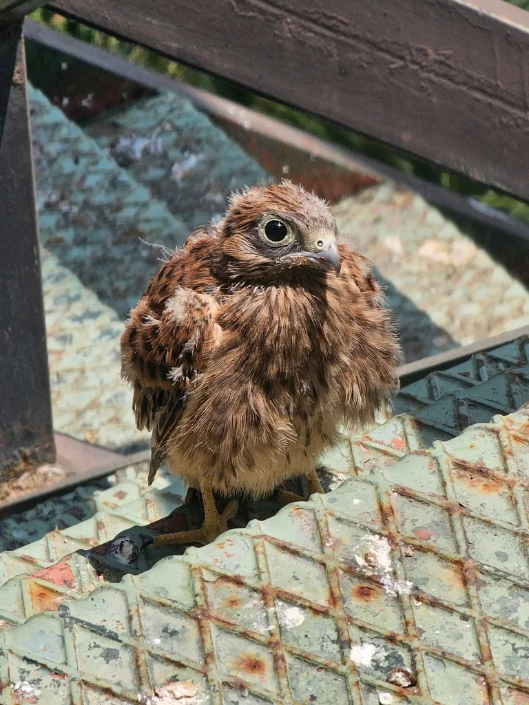 Cernícalo vulgar (Falco tinnunculus) posado, con el manto moteado y la bigotera bien marcada.