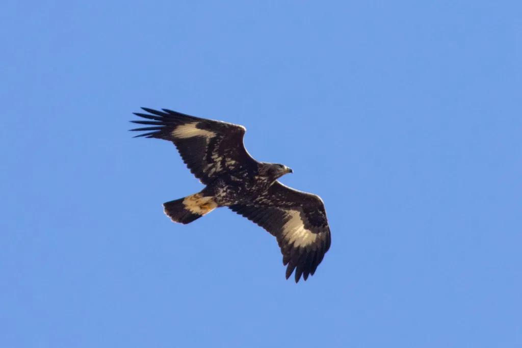 Águila real en vuelo.