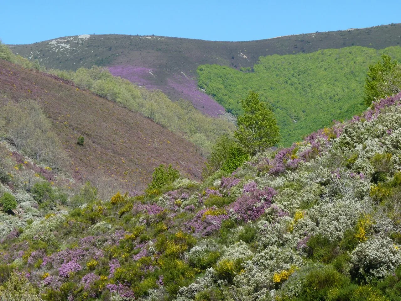 Ladera sur de la Sierra de la Demanda en primavera