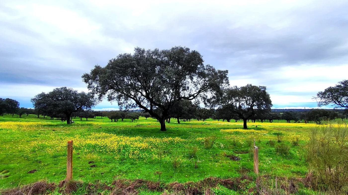 Paisaje de dehesa en Monfragüe con encinas y pastizal abierto.