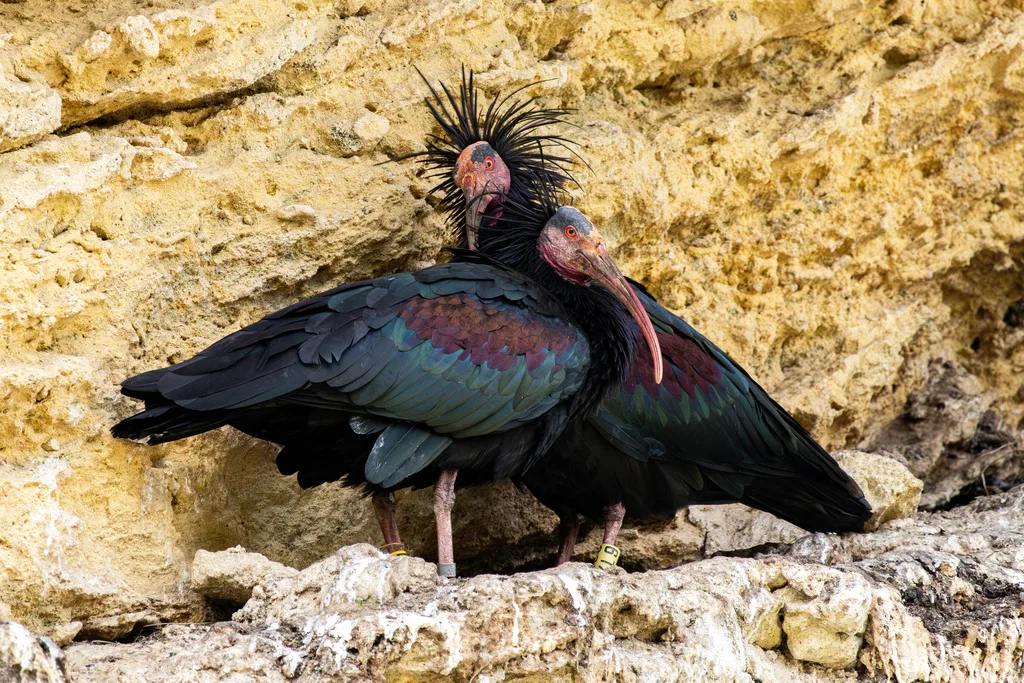Ibis eremita con cabeza roja desnuda, cresta nucal y pico curvado, fotografiado en Cádiz.