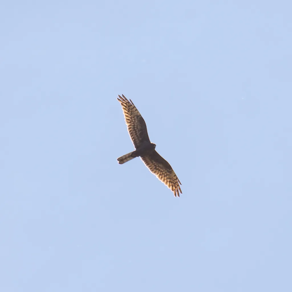 Aguilucho cenizo (Circus pygargus) en vuelo.