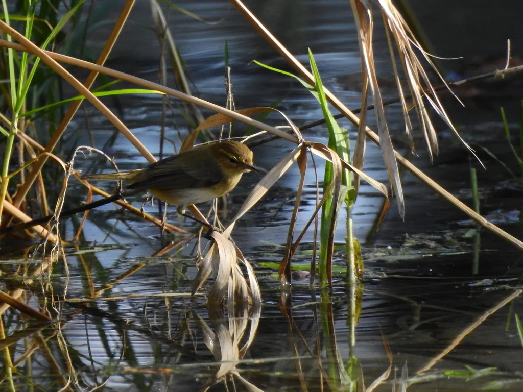 Mosquitero común (Phylloscopus collybita), foto tomada en Valencia