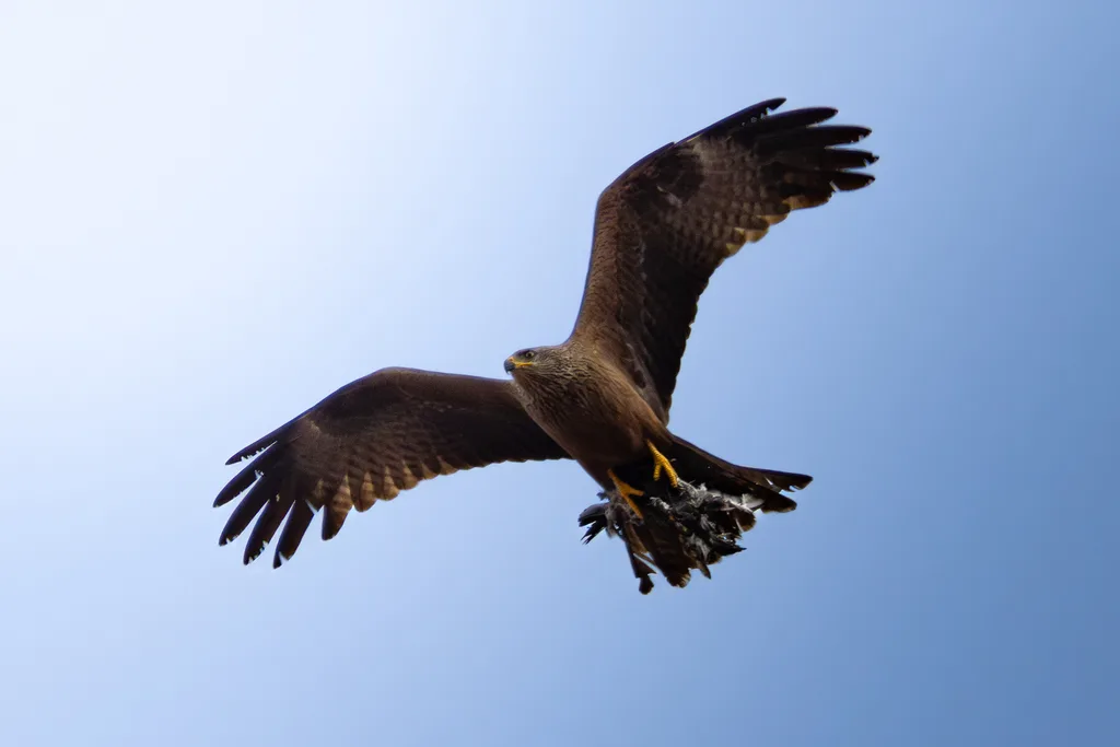 Milano negro (Milvus migrans), foto tomada en Santander