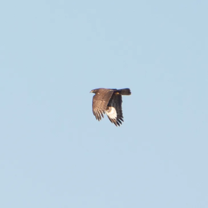 Abejero europeo (Pernis apivorus), foto tomada en Burgos